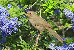 California Towhee